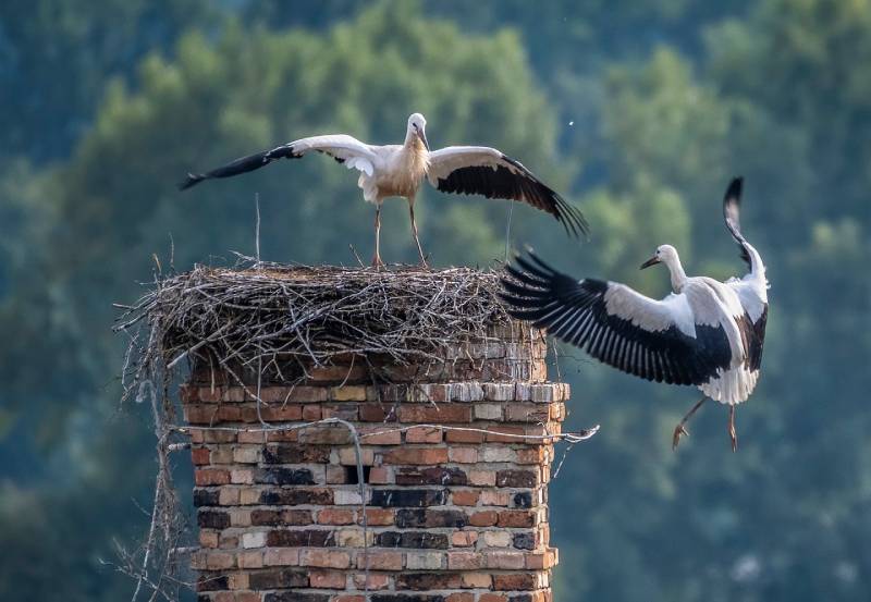 Professional Chimney Animal Removal Services in Shorewood, Illinois