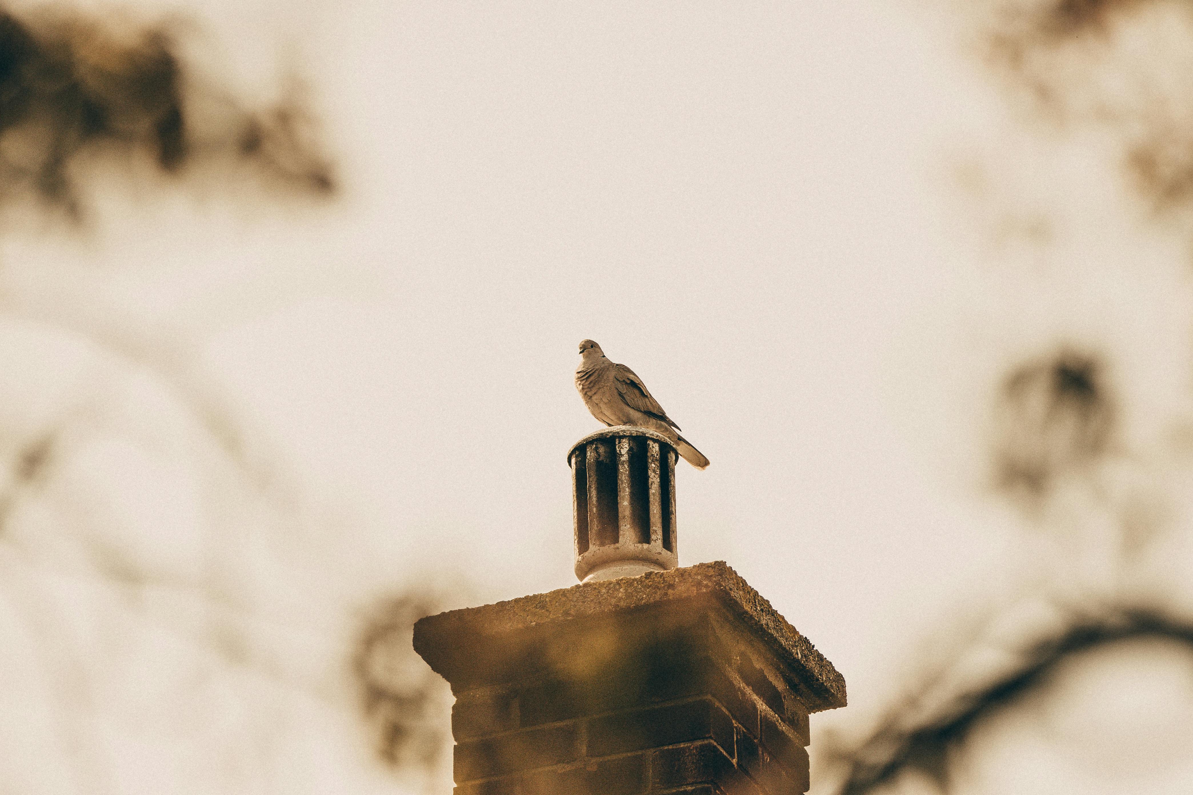 Expert Chimney Cap Installation in Shorewood, Illinois